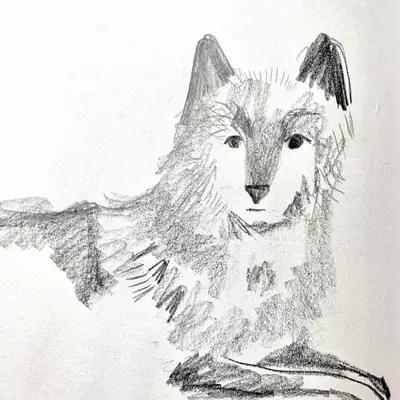 pencil drawing of a wolf lying down 